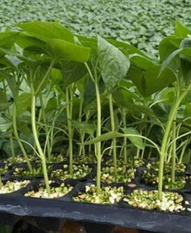 奈曼旗卖薄皮辣椒苗,扎鲁特旗大果牛角椒苗育苗厂2026