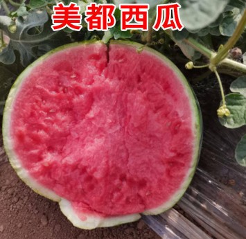 丹阳哪有卖西瓜苗,扬中嫁接美都西瓜苗育苗厂2026